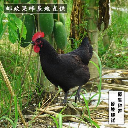 民笙文昌雞 海南風味的足不出戶體驗——原產地散養土雞的飼養與挑選指南
